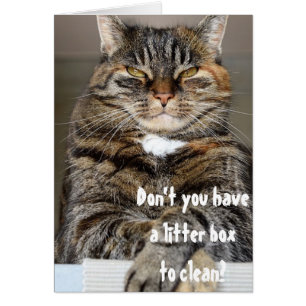 Judgmental Cat Angry Clean Litter Box Funny Humour