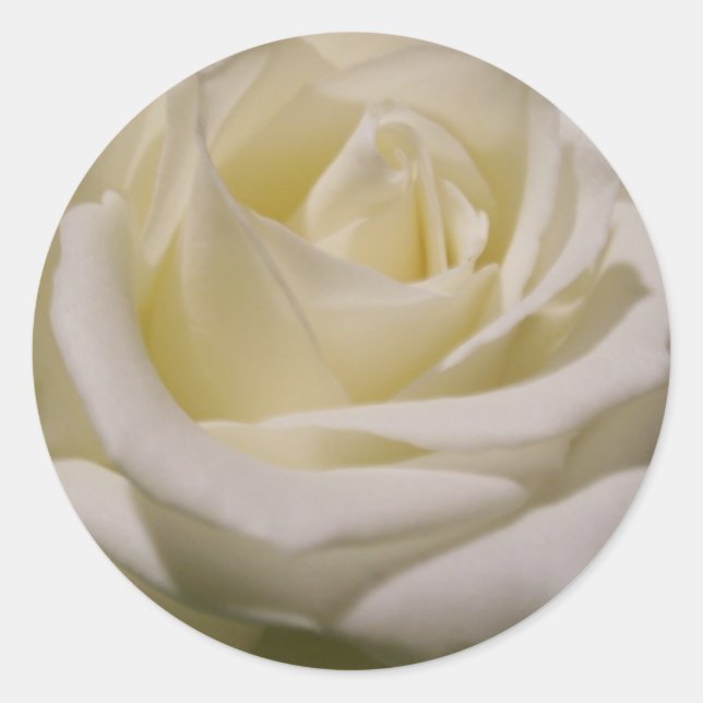 Judi's Rose Classic Round Sticker (Front)