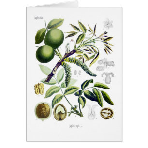 Juglans regia (walnut)