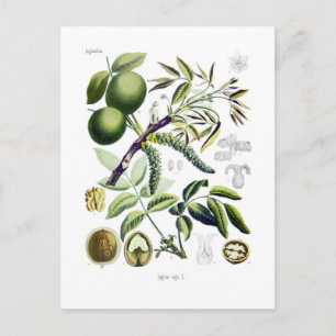 Juglans regia (walnut) postcard