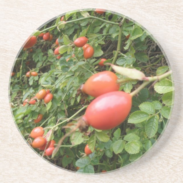 Juicy Red Rose Hips Coasters (Front)