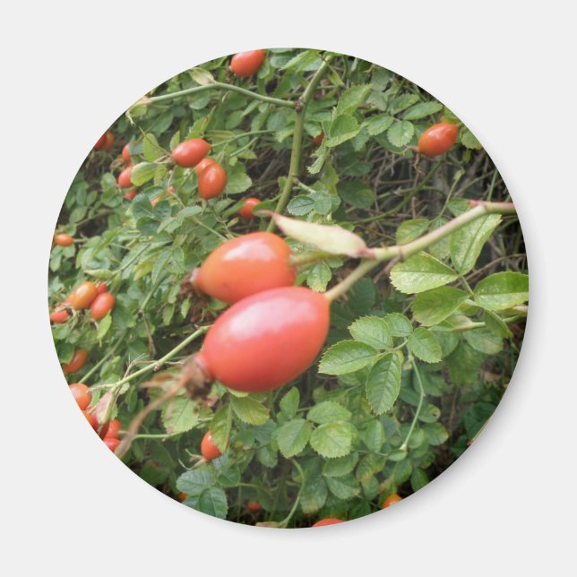 Juicy Red Rose Hips Magnet (Front)