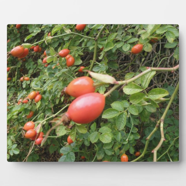 Juicy Red Rose Hips Plaque (Front)