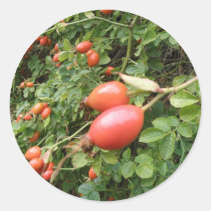 Juicy Red Rose Hips Sticker
