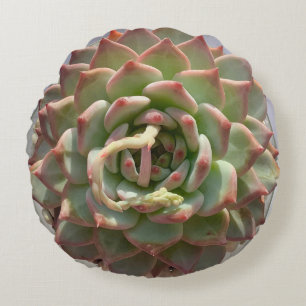 Juicy succulent pillow