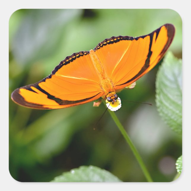 Julia butterfly feeding on flower   square sticker (Front)