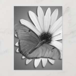 Julia Butterfly on Daisy Postcard