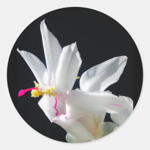 Julie’s Christmas Cactus Classic Round Sticker