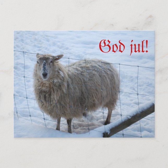 Julkort - Fåret Fjun Postcard (Front)