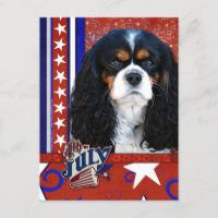 July 4th Firecracker - Cavalier - Tri-colour