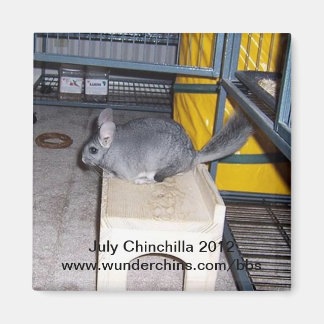 July chinchilla 2012 magnet