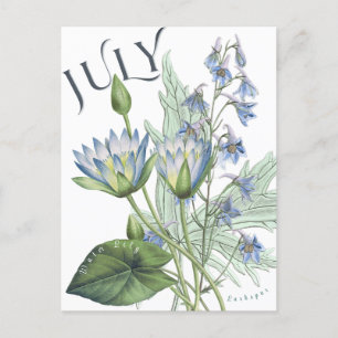 July Month Flowers Larkspur Water Lily Fancy Postcard
