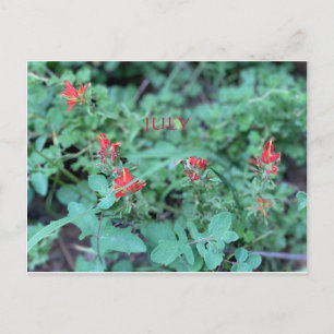 JULY POSTCARD