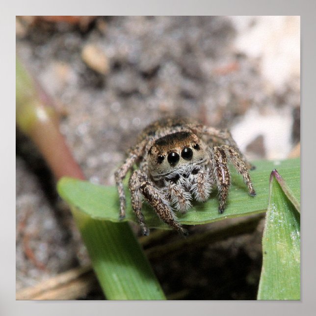 jumper poster (Front)