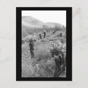 Jumping Cholla Cactus Desert B&W Photo Postcard