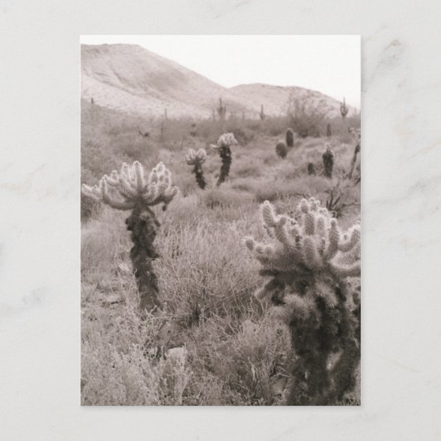 Jumping Cholla Cactus Desert B&W Photo Postcards (Front)