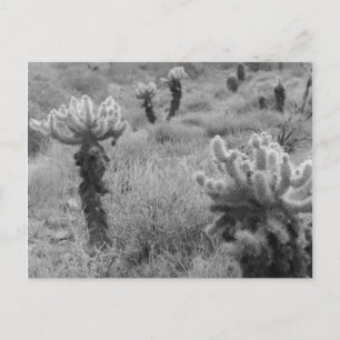 Jumping Cholla Cactus Desert B&W Photo Postcards