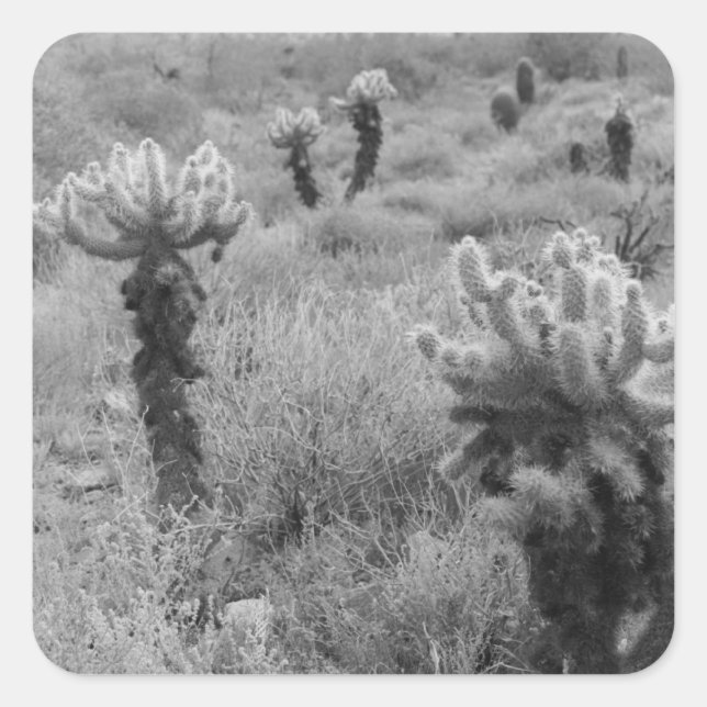 Jumping Cholla Desert Cactus Custom Decal Stickers (Front)