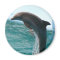 Jumping Dolphin Magnet