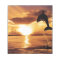 jumping dolphin with beautiful sunset over the sea
