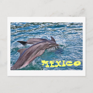 Jumping Dolphins Mexico Postcard