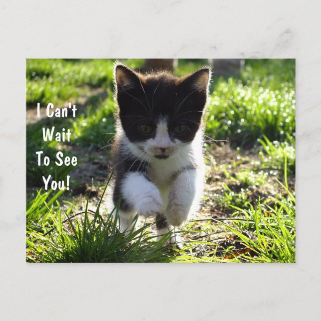 Jumping For Joy Kitten PostCard *Customise* (Front)