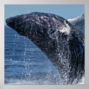 Jumping Humpback Whale  Poster