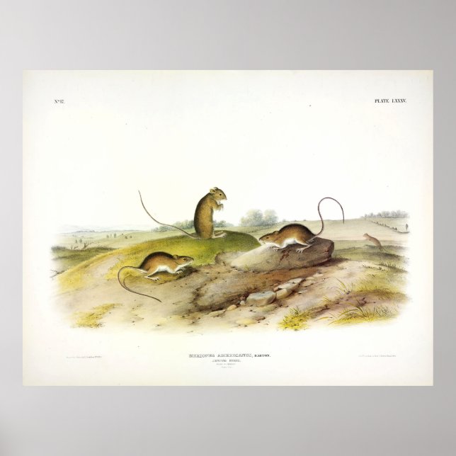 Jumping Mouse, or Meadow Jumping Mouse, by Audubon Poster (Front)