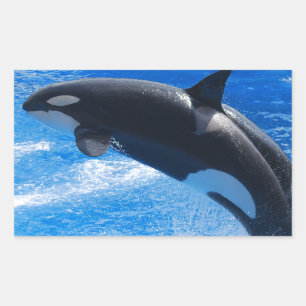 Jumping Orca Whale Rectangular Sticker