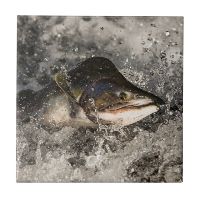 Jumping Salmon Ceramic Tile (Front)