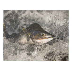 Jumping Salmon Notepad