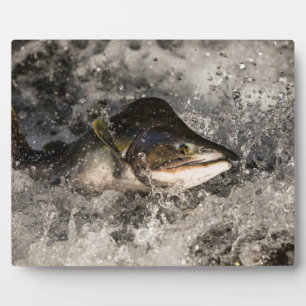 Jumping Salmon Plaque