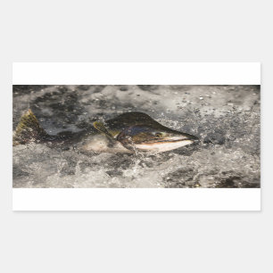 Jumping Salmon Rectangular Sticker