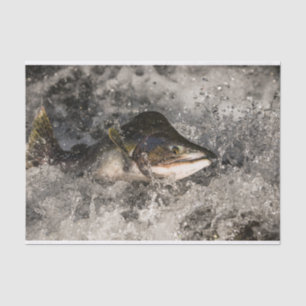 Jumping Salmon Tissue Paper