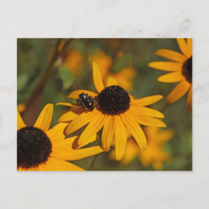 Jumping Spider Butt Postcard