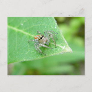 Jumping Spider (Mavea inclemens) Postcard