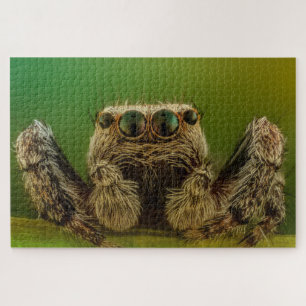 Jumping spider photo jigsaw puzzle