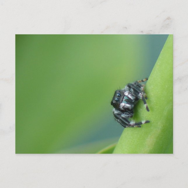 Jumping Spider Postcard (Front)