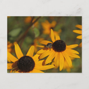 Jumping Spider Postcard