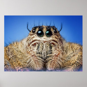Jumping spider poster