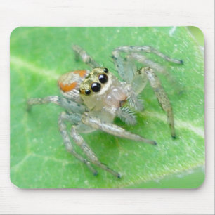 Jumping Spider Salticid Mousepad