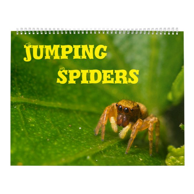 Jumping Spiders Calendar (Cover)