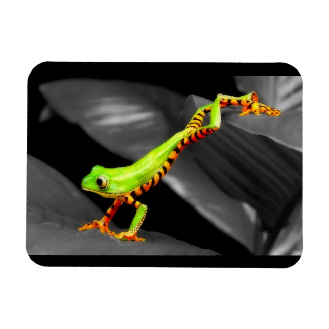 Jumping Tree Frog Magnet (Horizontal)