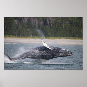 Jumping Whale Photograph Poster