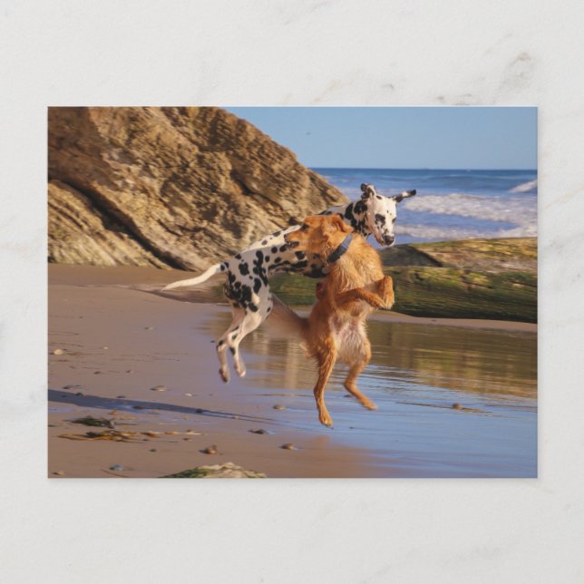 Jumping with joy! postcard (Front)