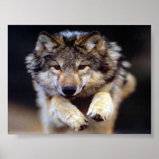 Jumping Wolf Poster