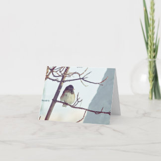 Junco in Montana Winter - 4" x 5.6" Notecard