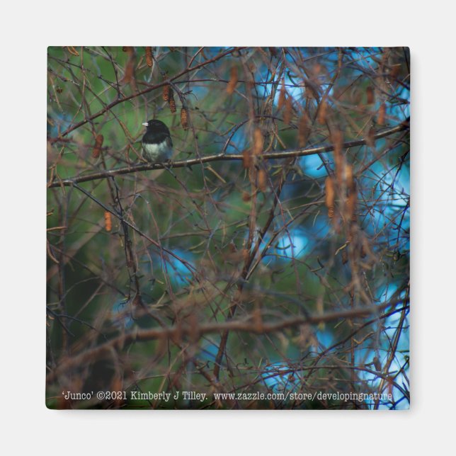Junco Magnet (Front)