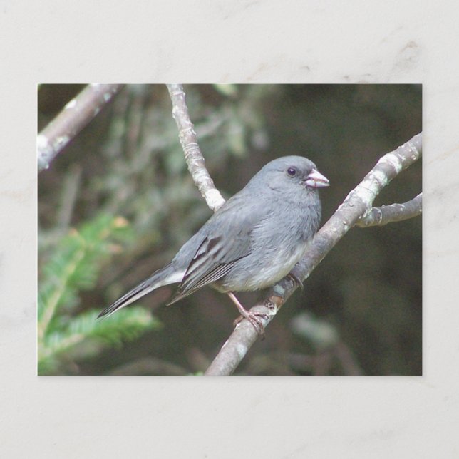 Junco Postcard (Front)