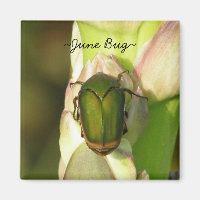 June Bug